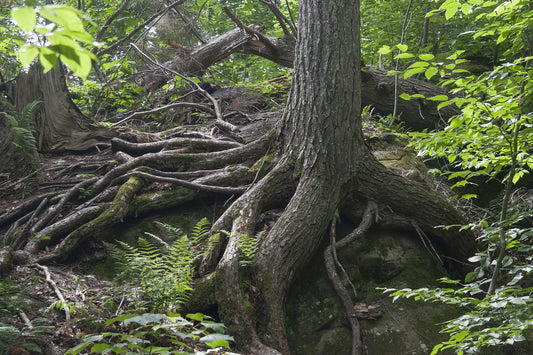 Building Resilience: Strategies for Overcoming Life's Challenges and Achieving Personal Growth